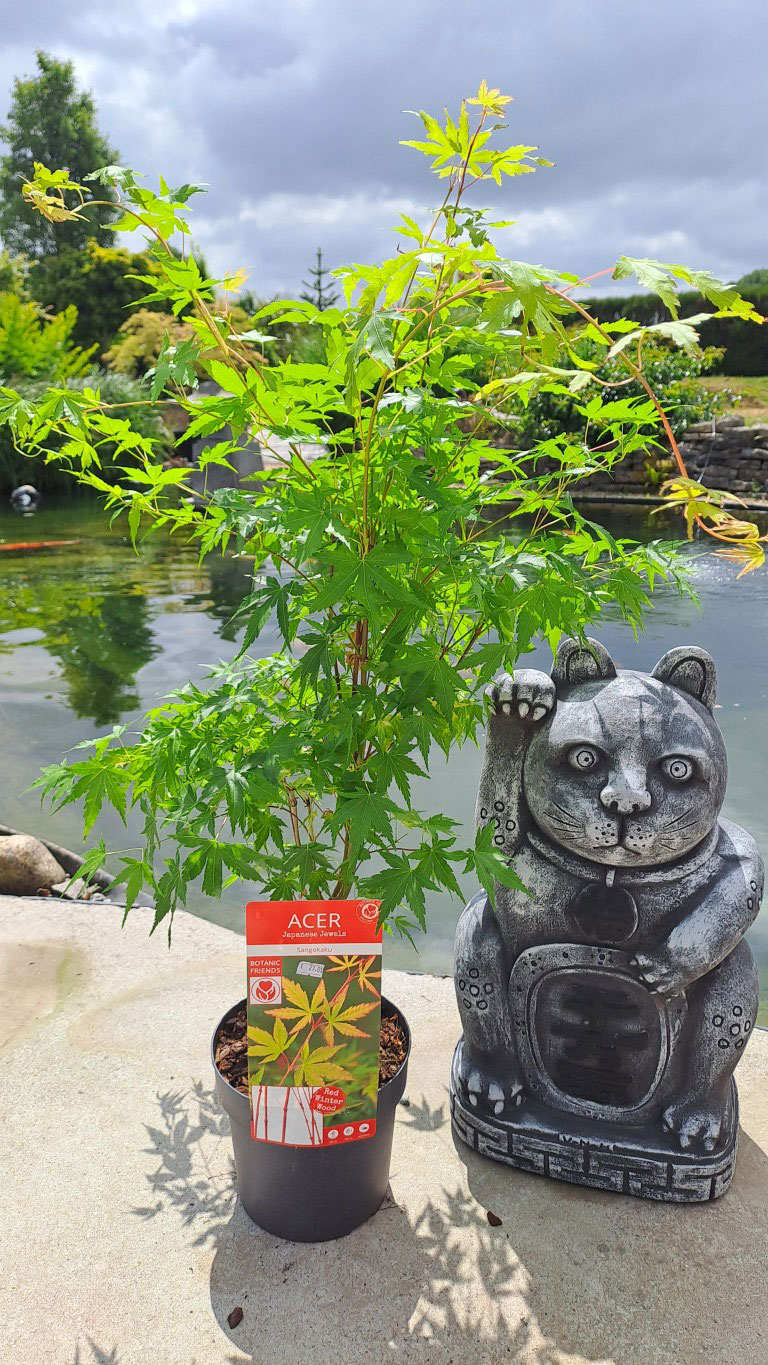 Acer palmatum 'Sango kaku'