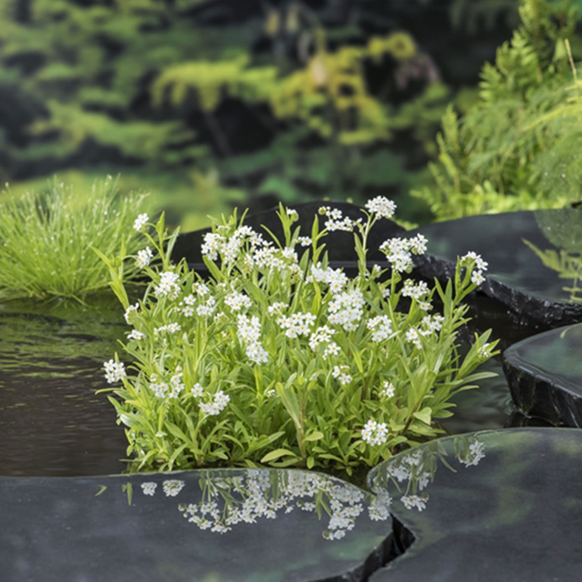 Myosotis palustris Alba