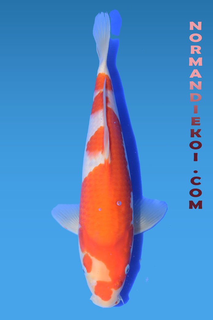 Kohaku