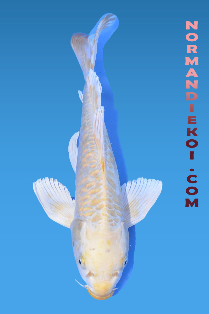 Doitsu aragoke yamabuki voile