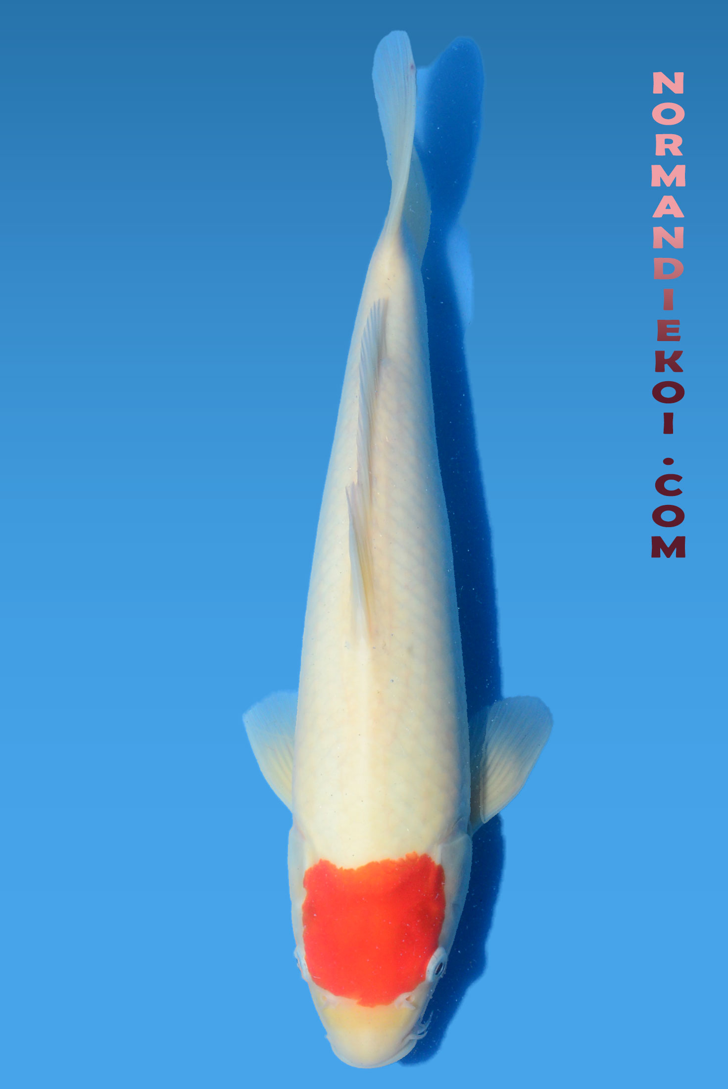 Tancho kohaku