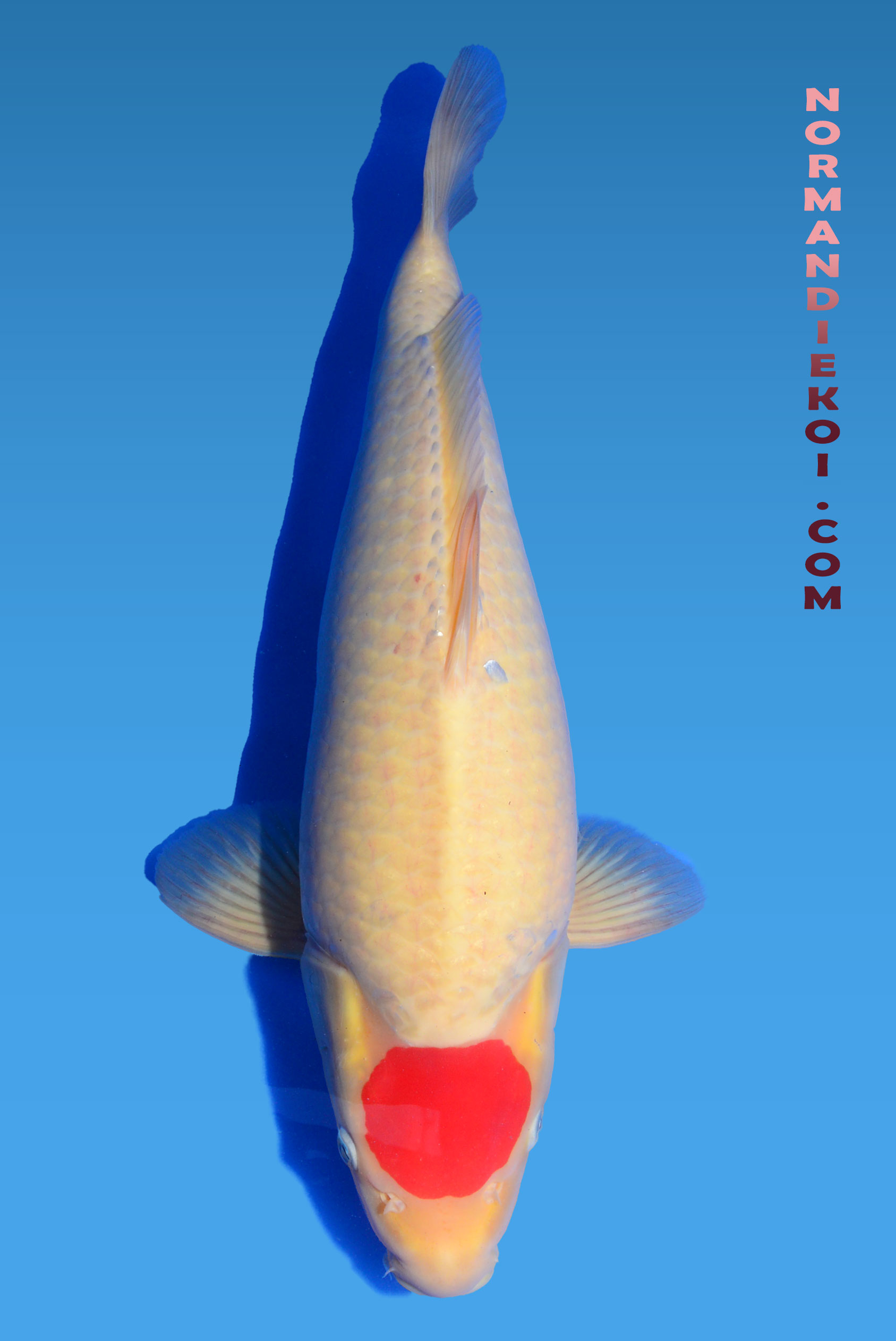 Tancho kohaku