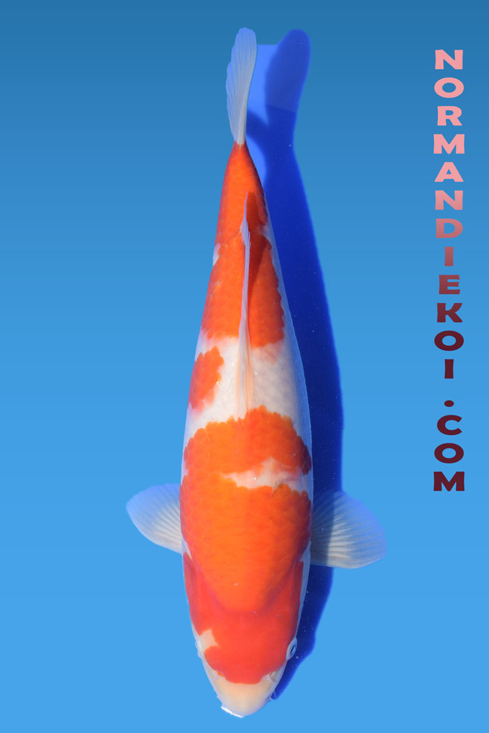 Kohaku