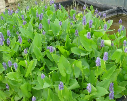 Pontederia cordata