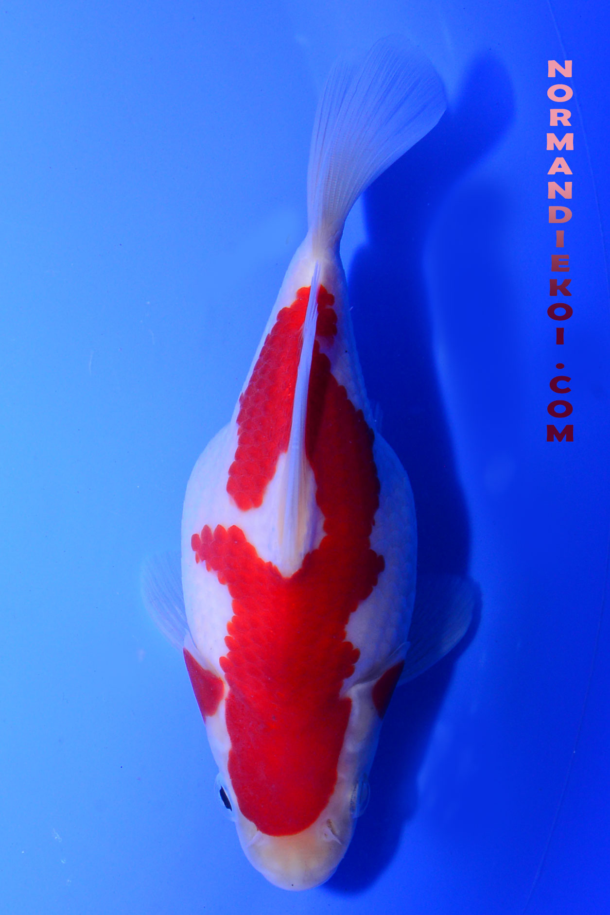 Tamasaba kohaku
