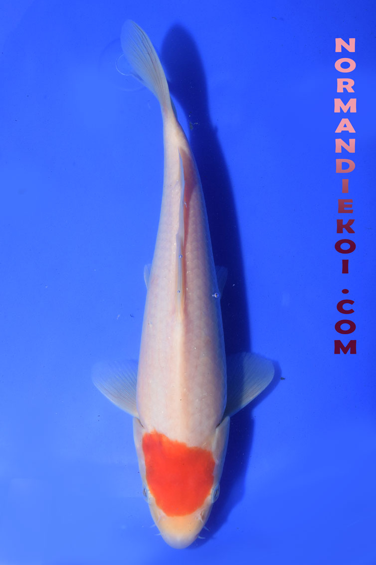Tancho Kohaku