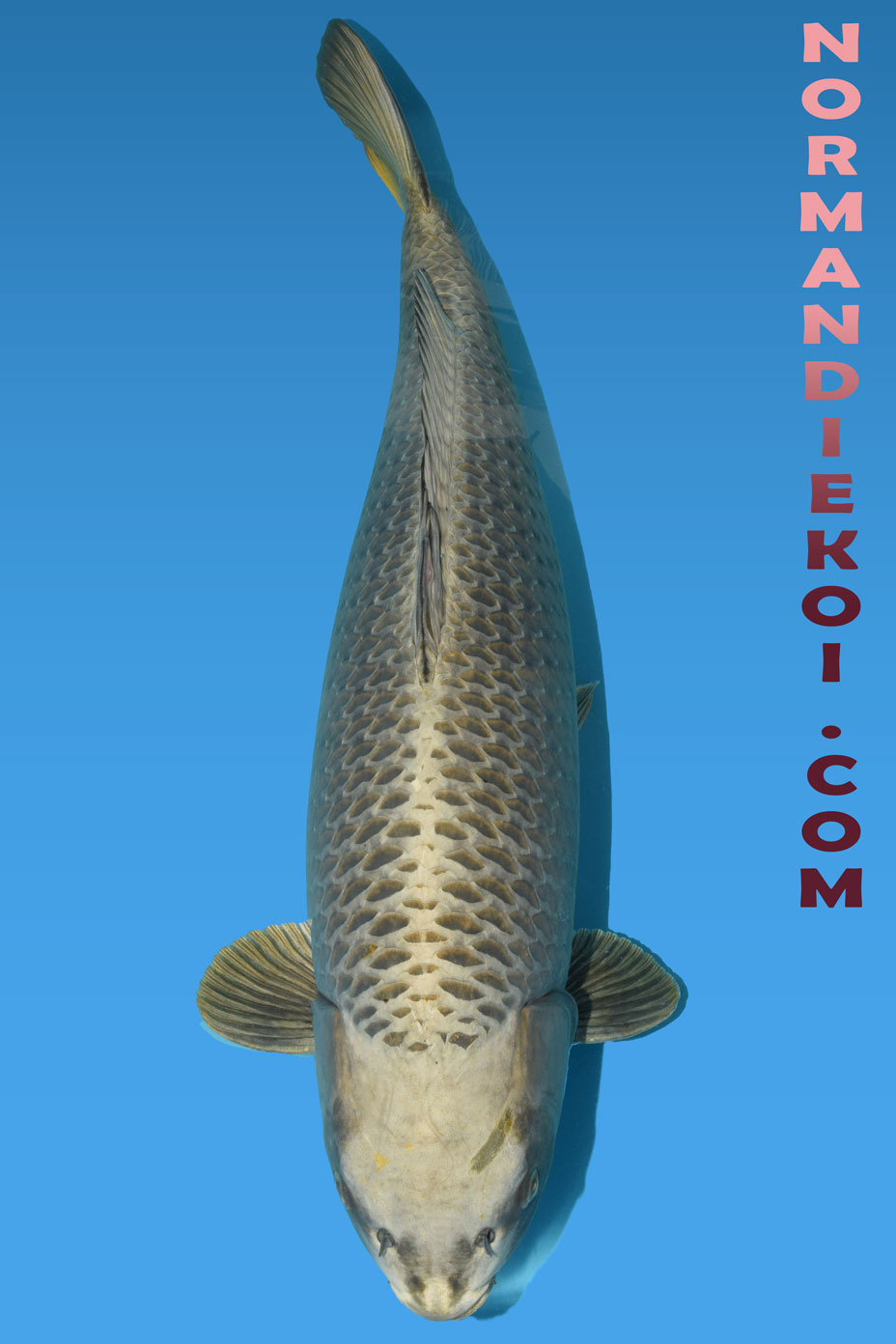 Kabuto