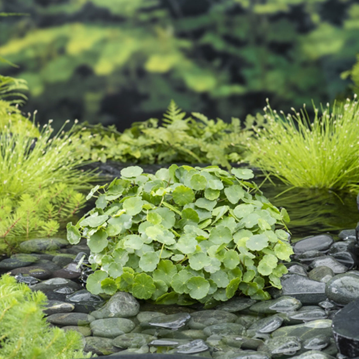 Hydrocotyle vulgaris