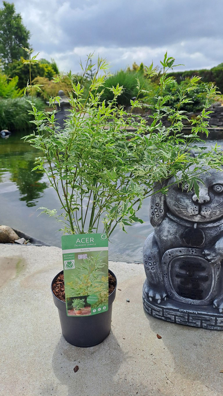 Acer palmatum 'Butterfly'