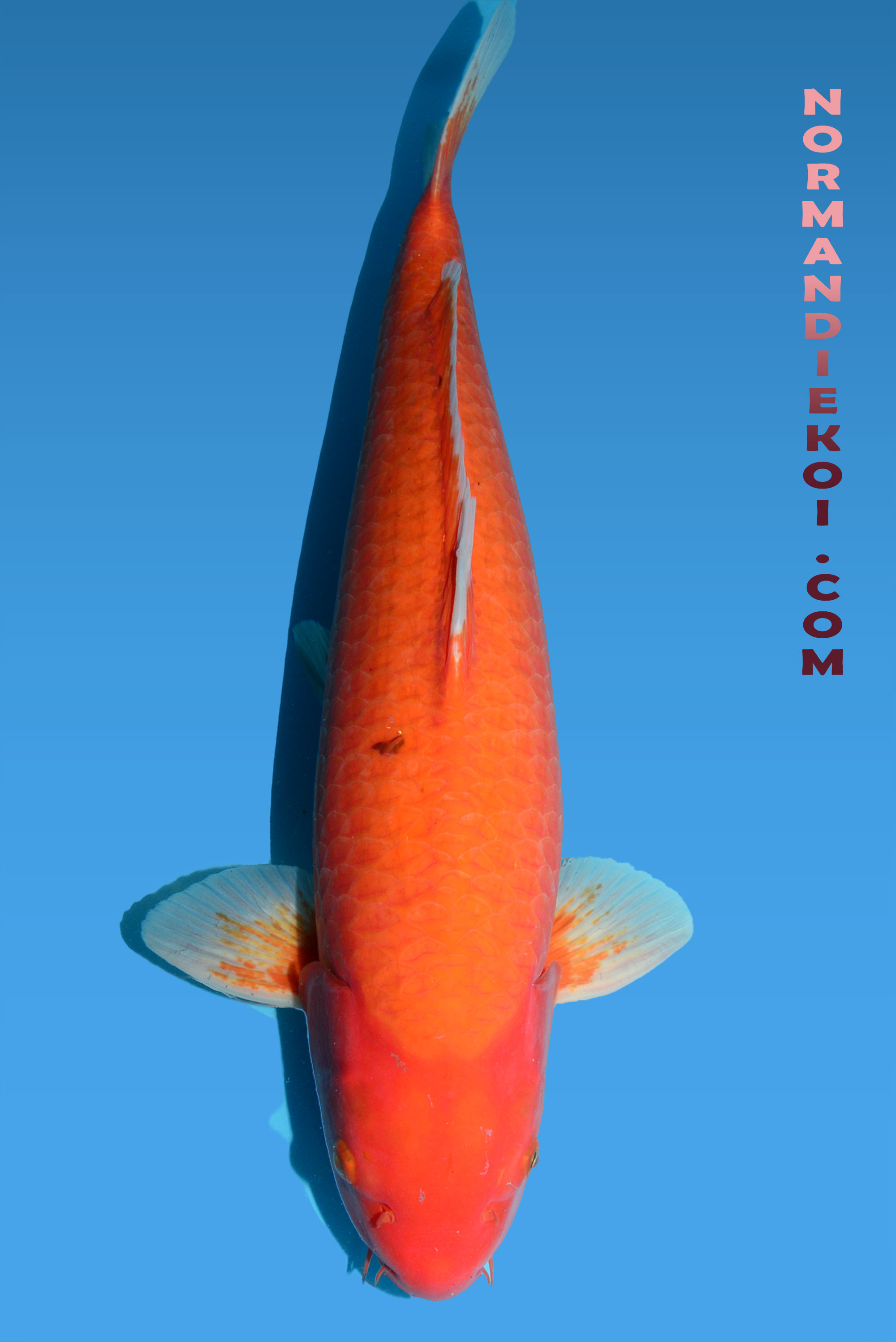 Orenji ogon