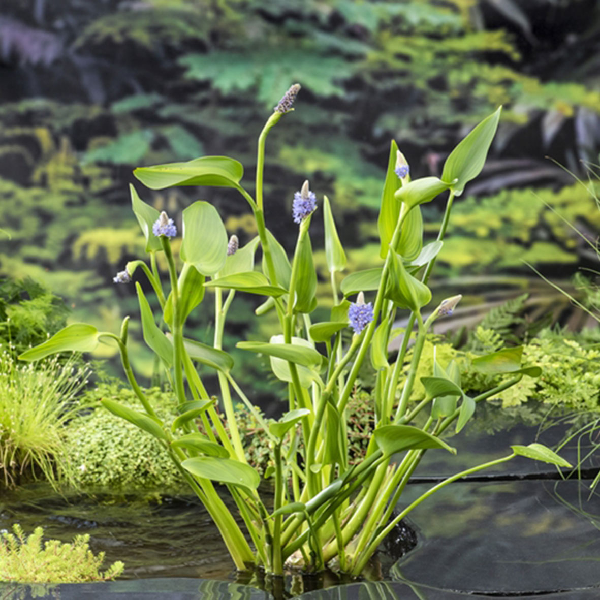Pontederia cordata Lanceolata