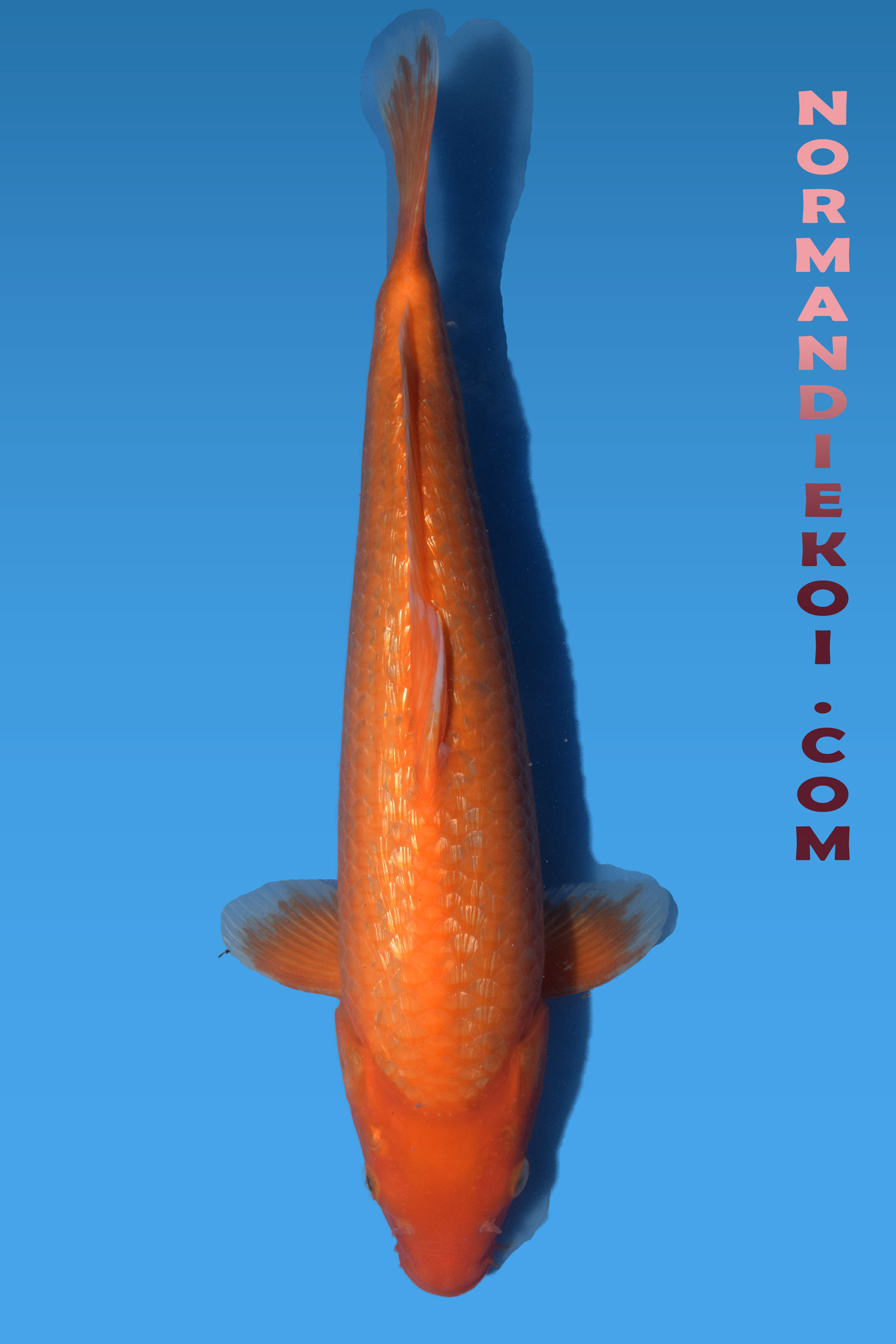 Red karashigoi