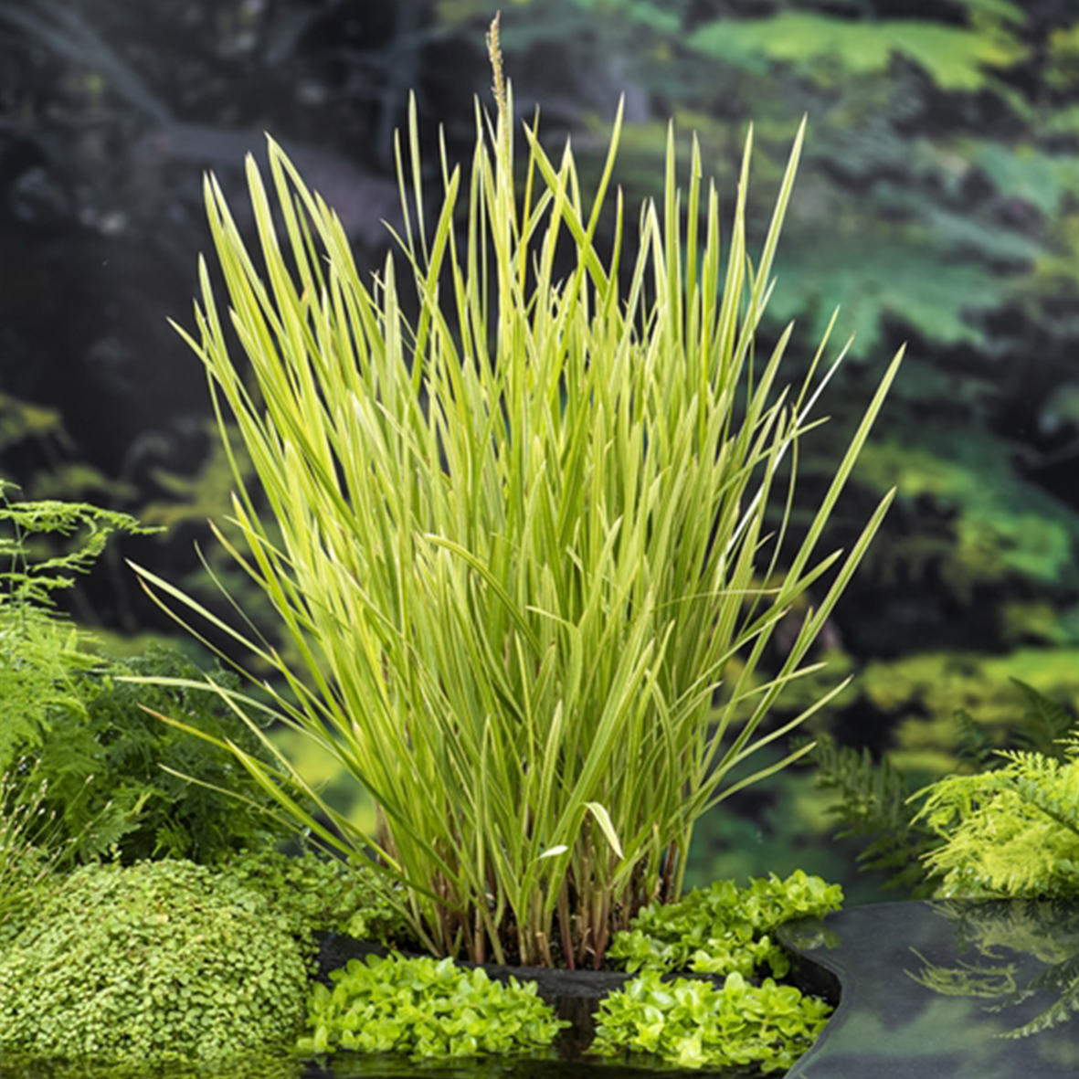 Glyceria maxima 'Variegata'