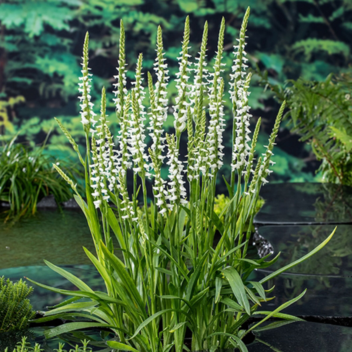 Spiranthes cernua Chadds Ford