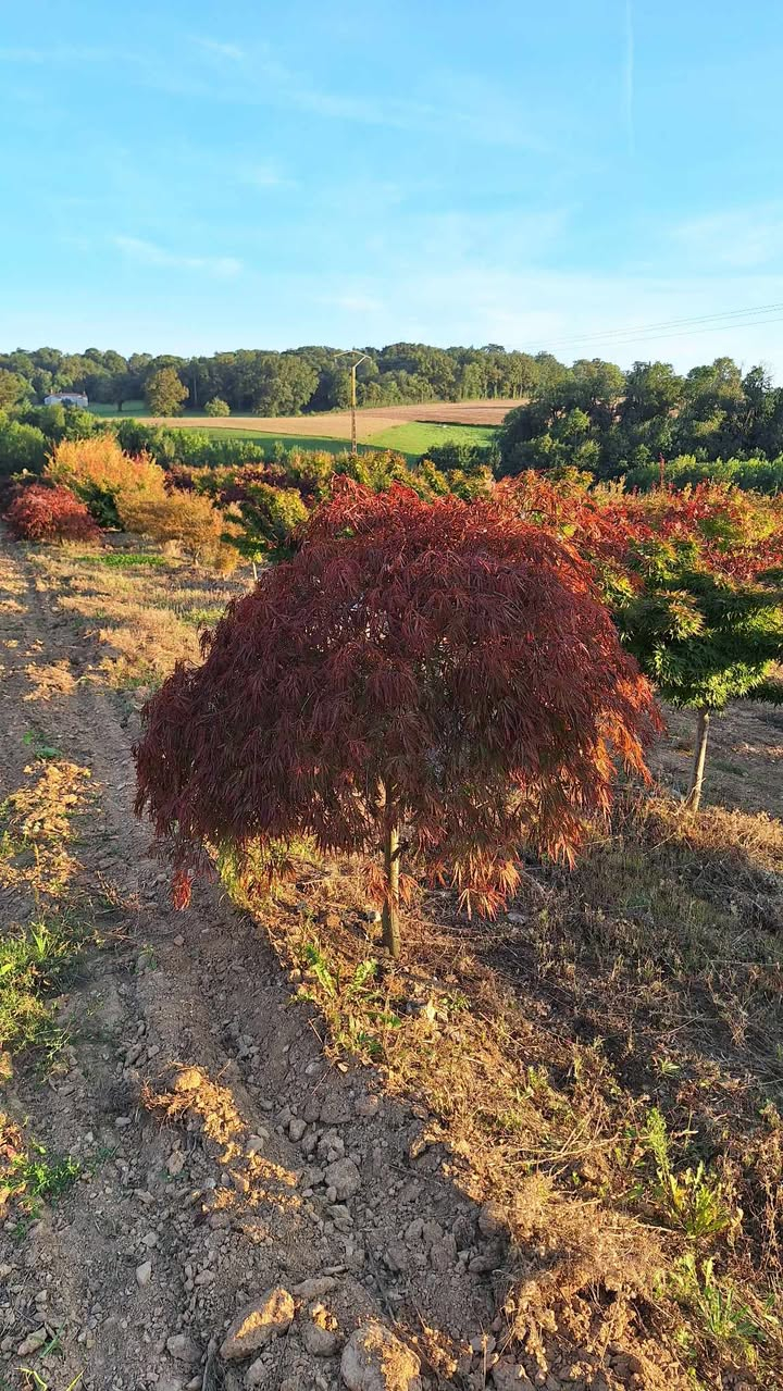 Acer palmatum Tamukeyama 1/2 tige