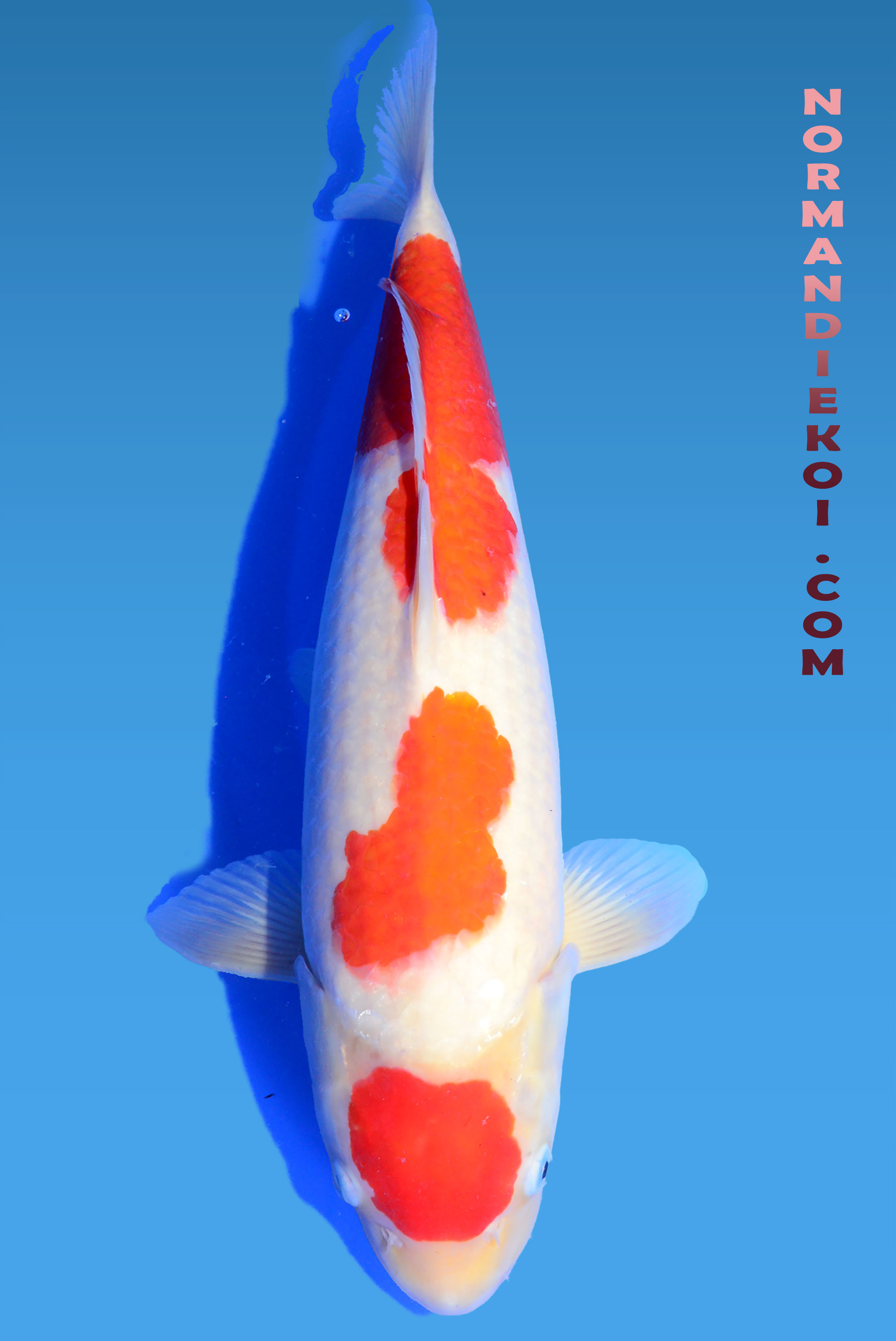 Kohaku
