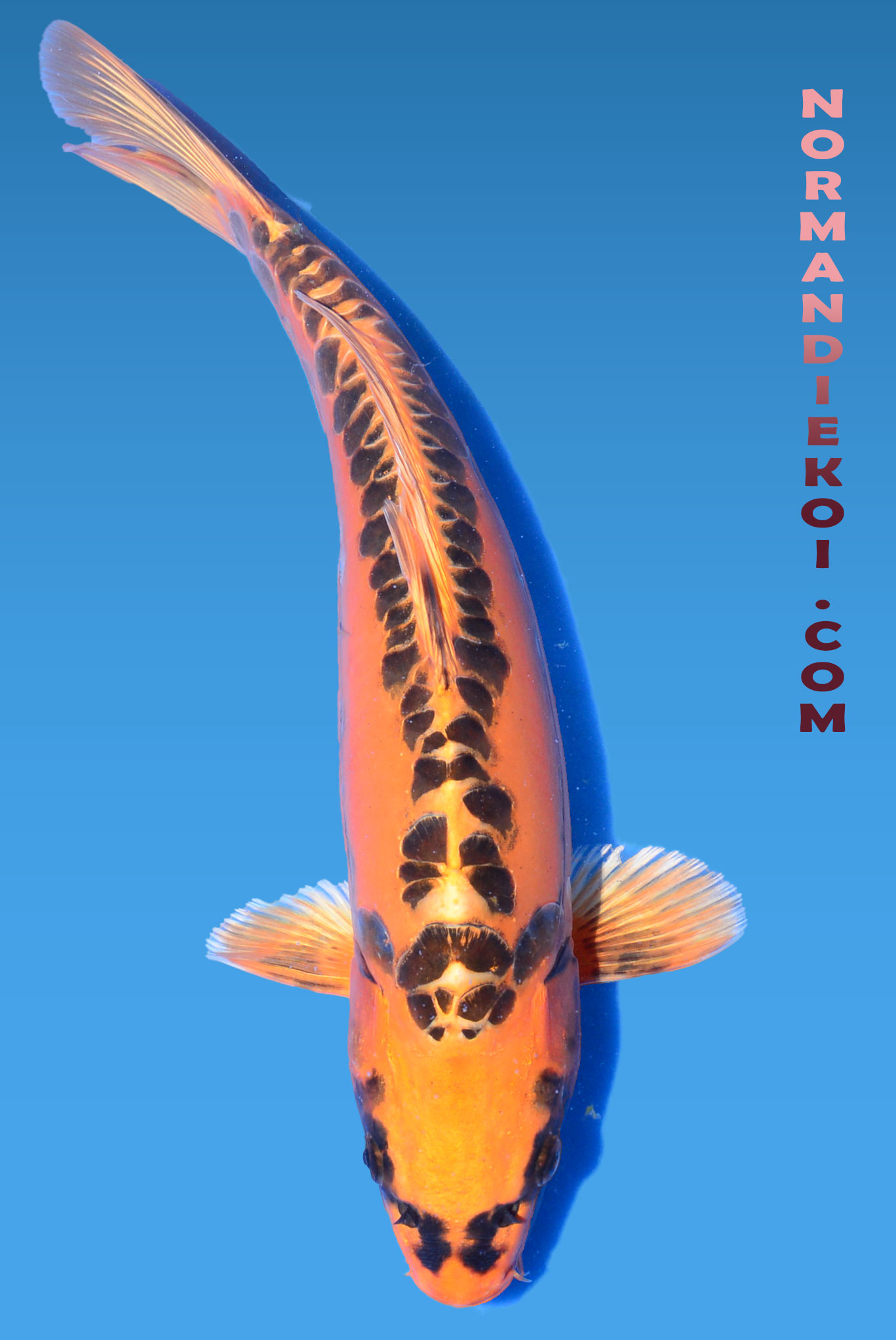 Mizuho ogon 
