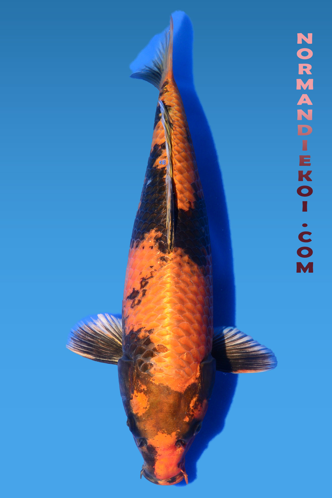 Kin ki utsuri