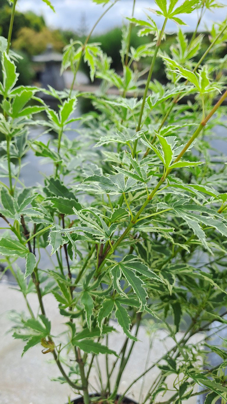 Acer palmatum 'Butterfly'