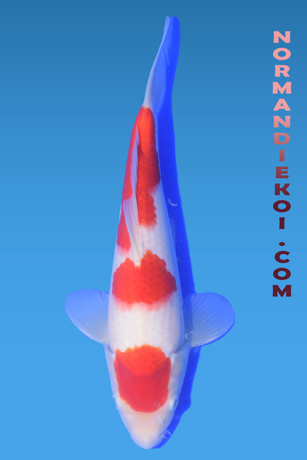 Kohaku