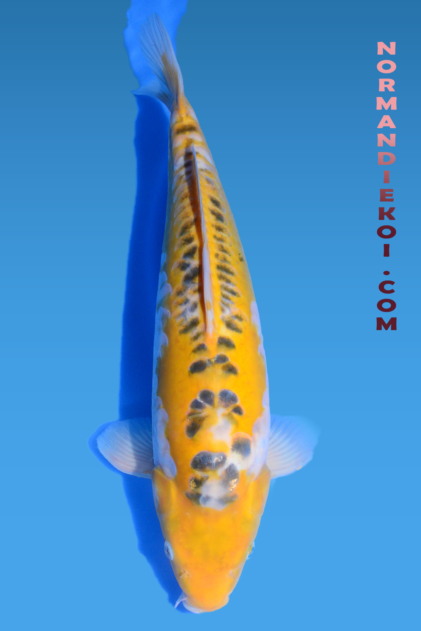 Midorigoi