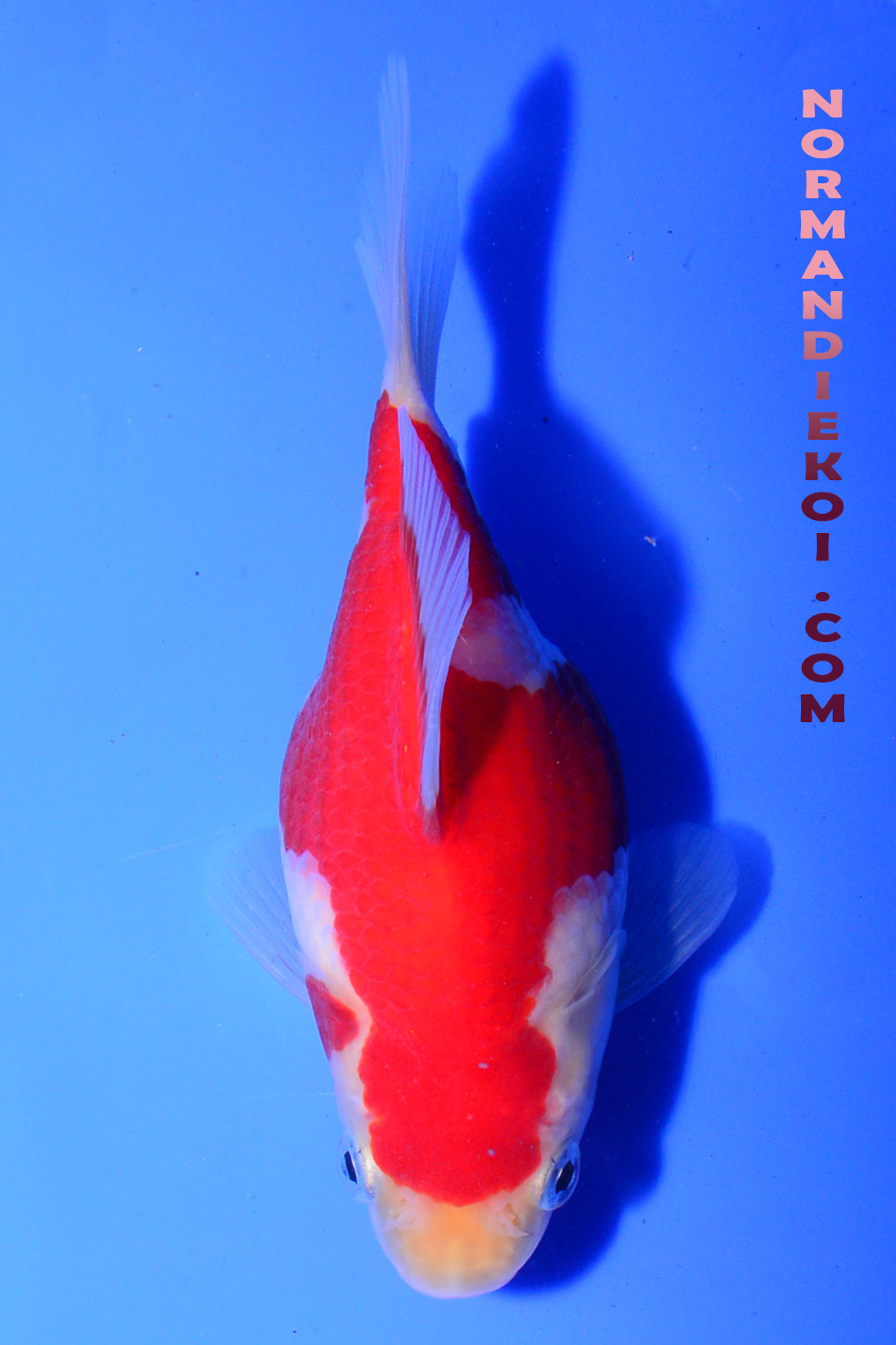 Tamasaba kohaku