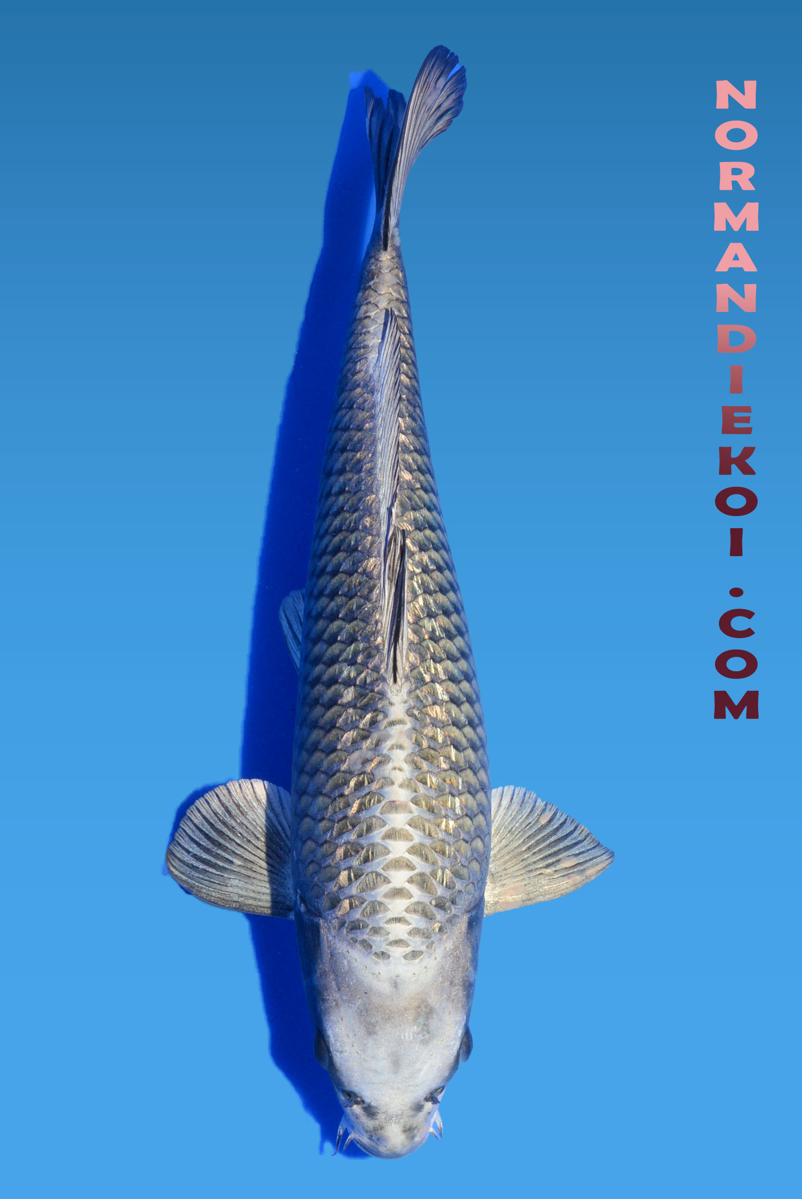 Mukashi ogon