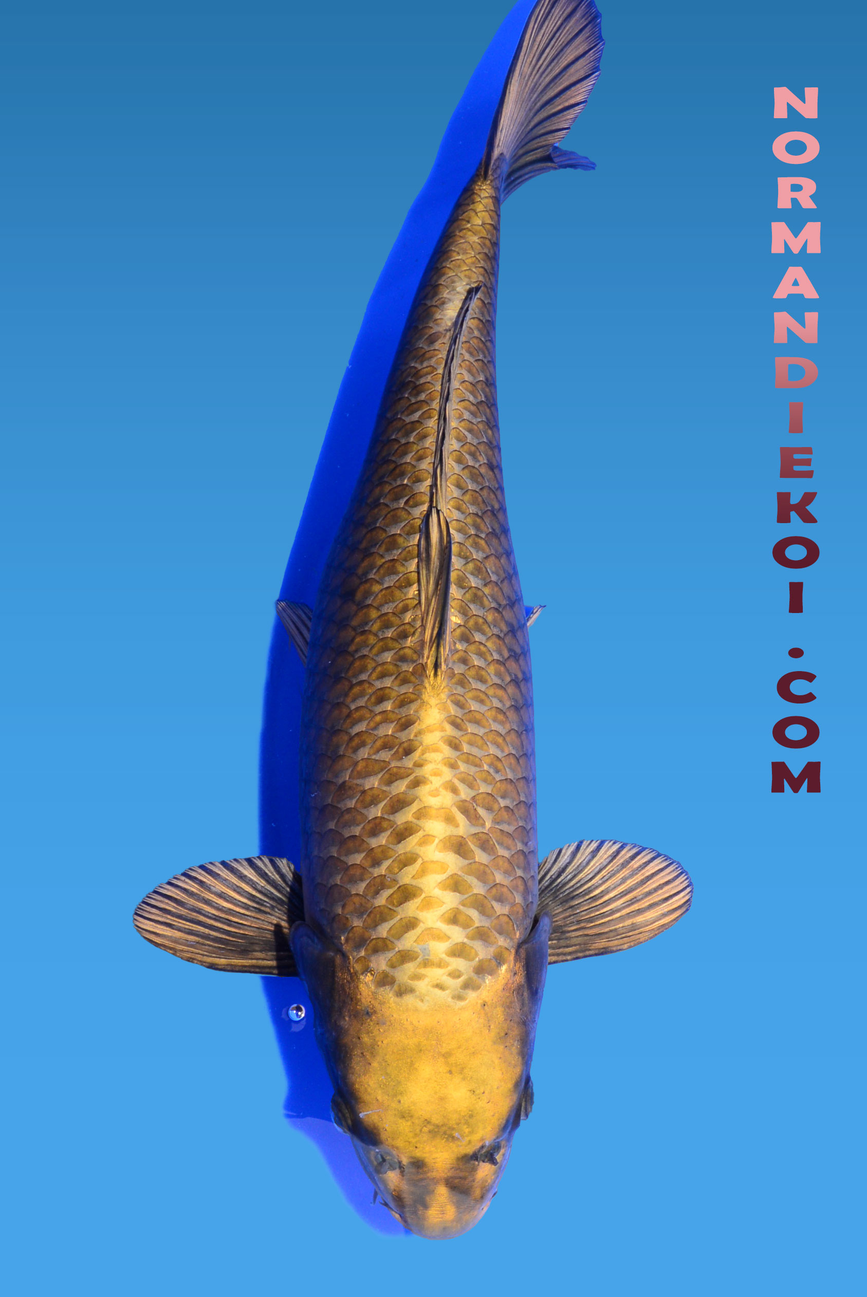 Mukashi ogon