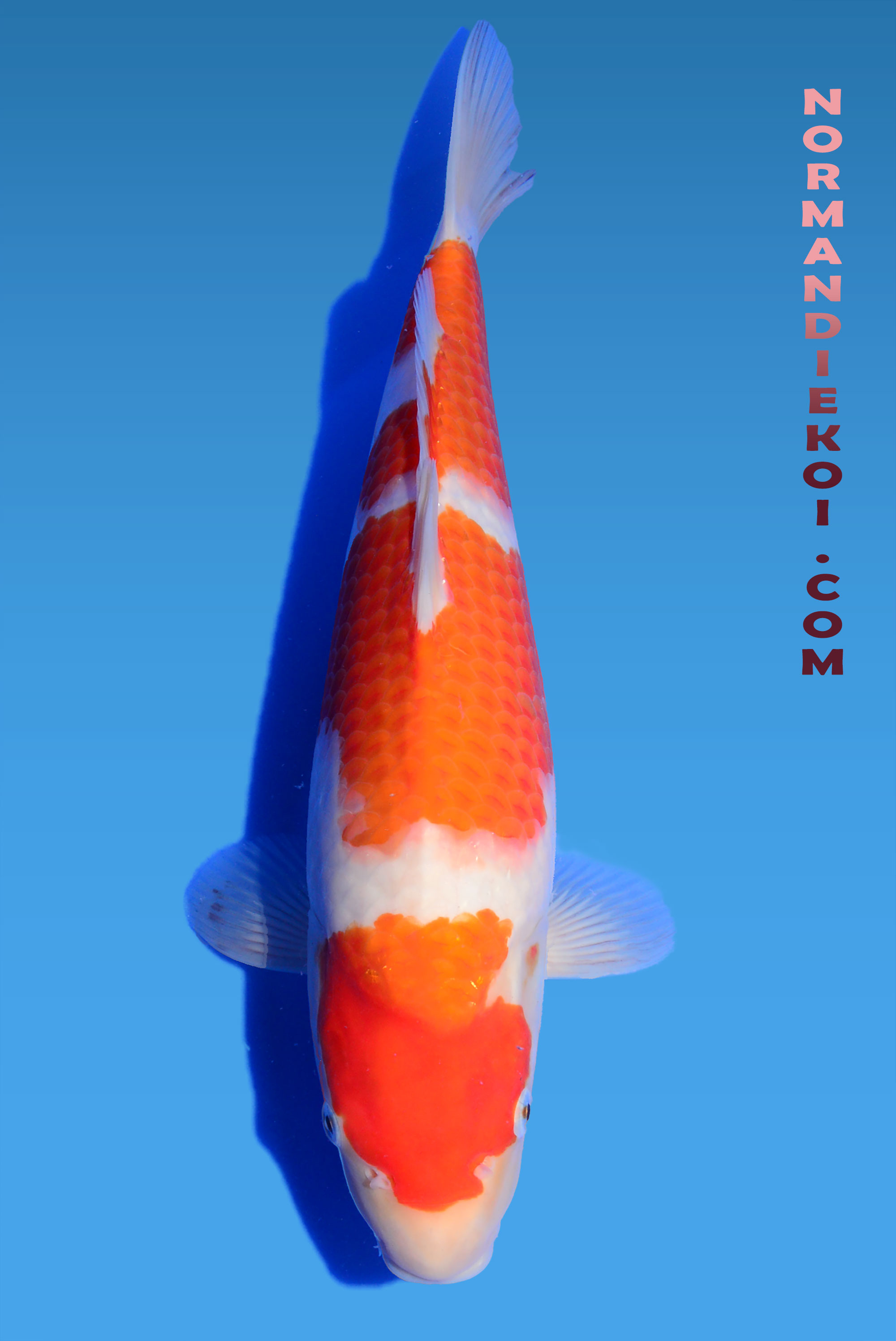 Kohaku