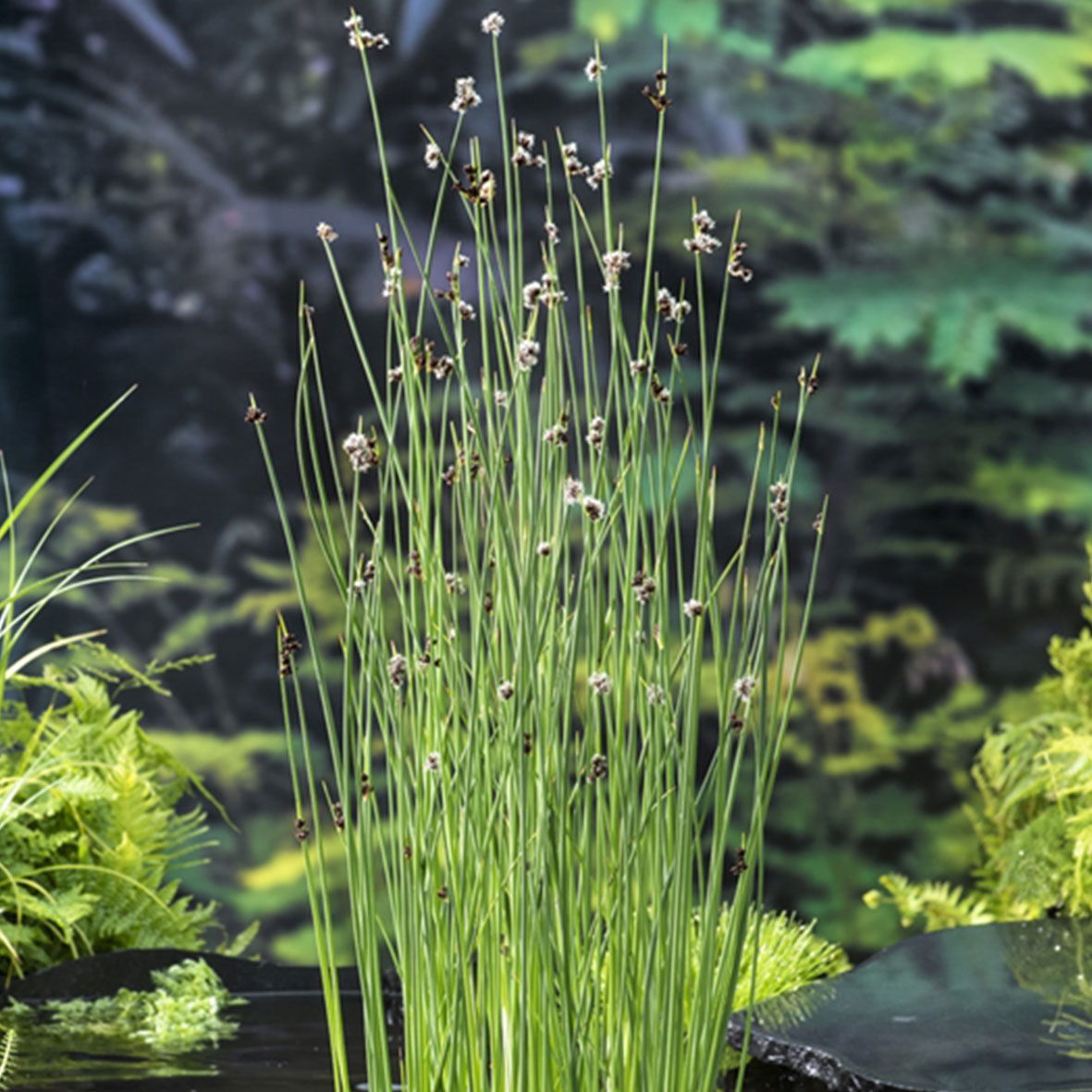 Scirpus lacustris