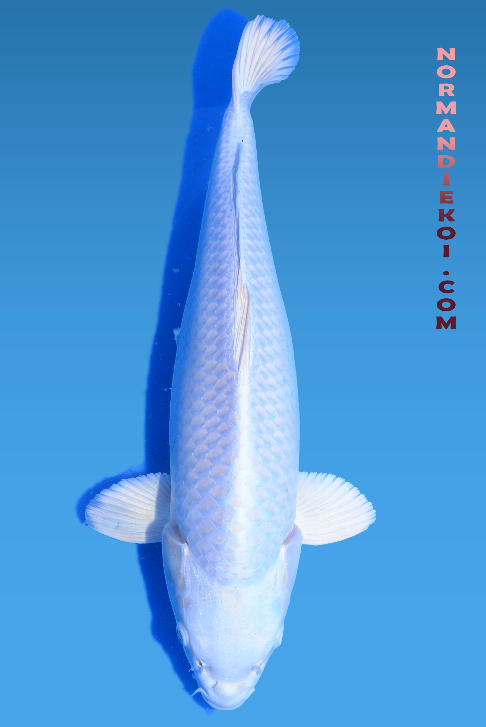 Purachina 