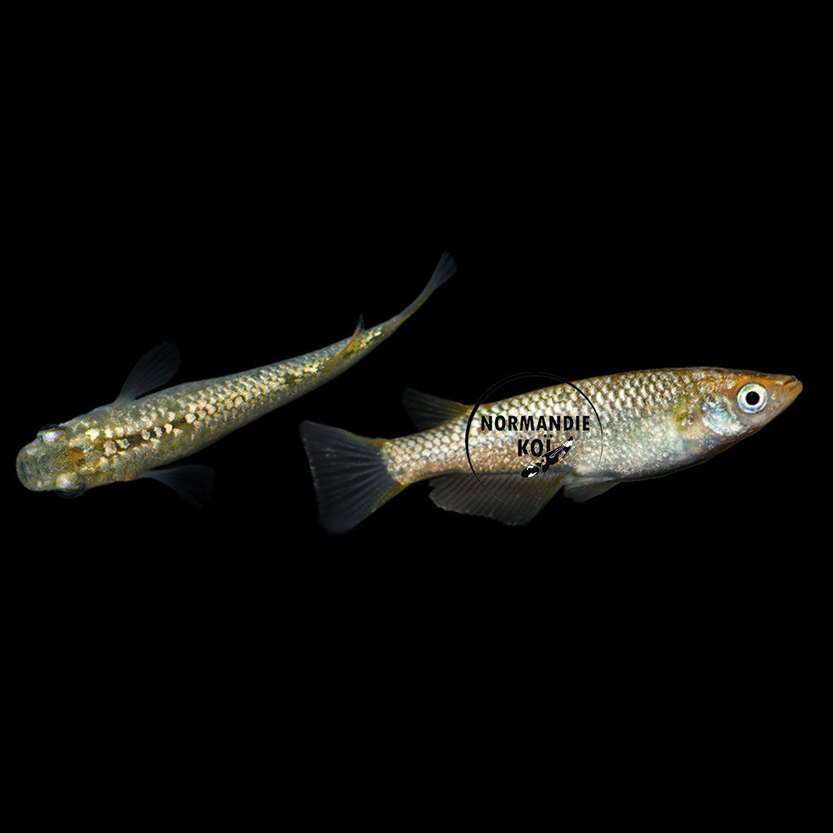 Oryzias latipes - Medaka Champagne