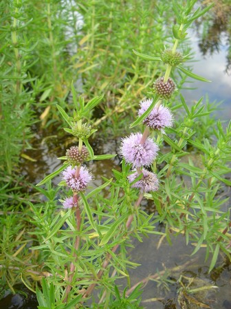 Preslia cervina