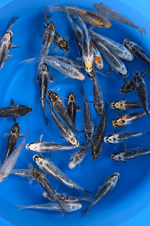 Aragoke / Ikarashi Toshinobu