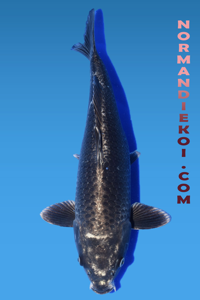 Mukashi ogon