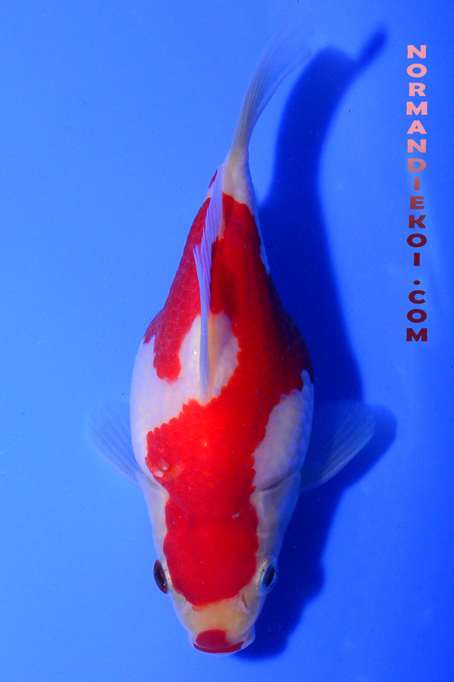 Tamasaba kohaku