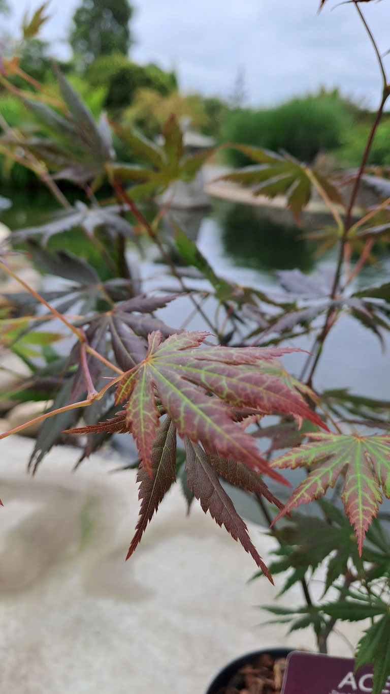 Acer palmatum 'Trompenburg'