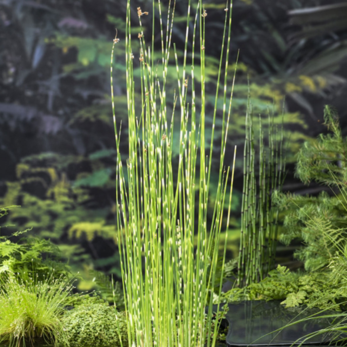 Scirpus tabermont ‘Zebrinus’