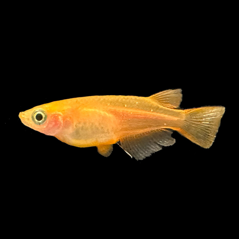 Oryzia latipes -   Médaka orange