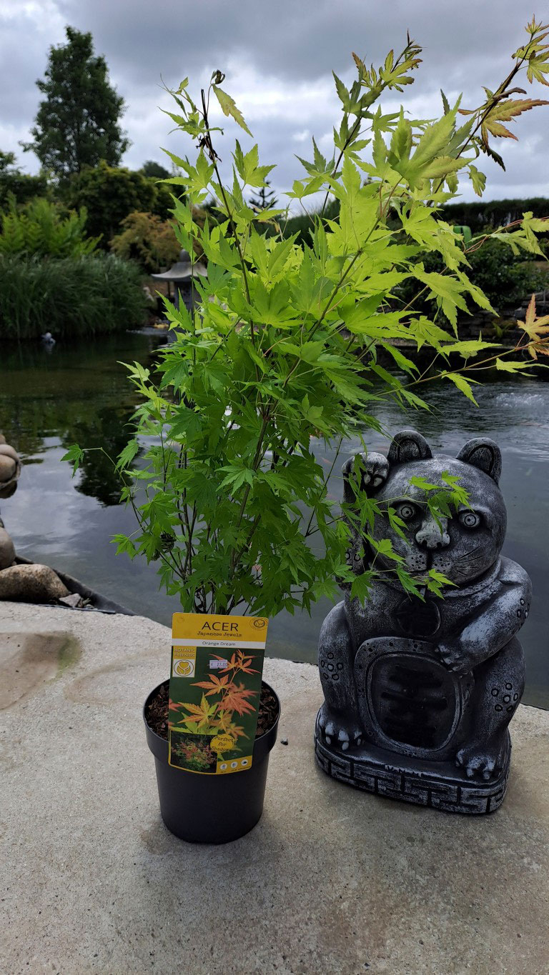 Acer palmatum 'Orange Dream'