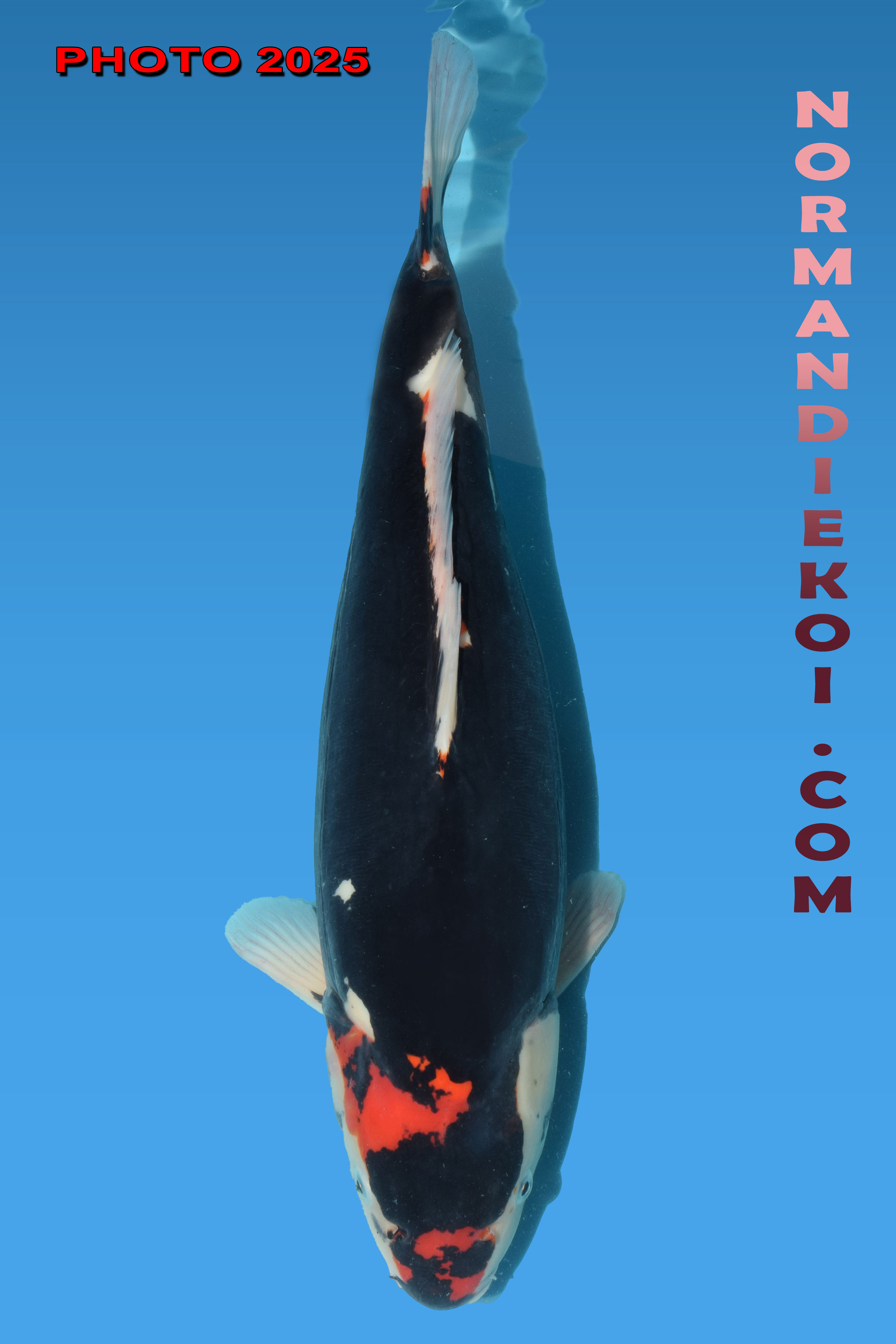 Beni kumonryu