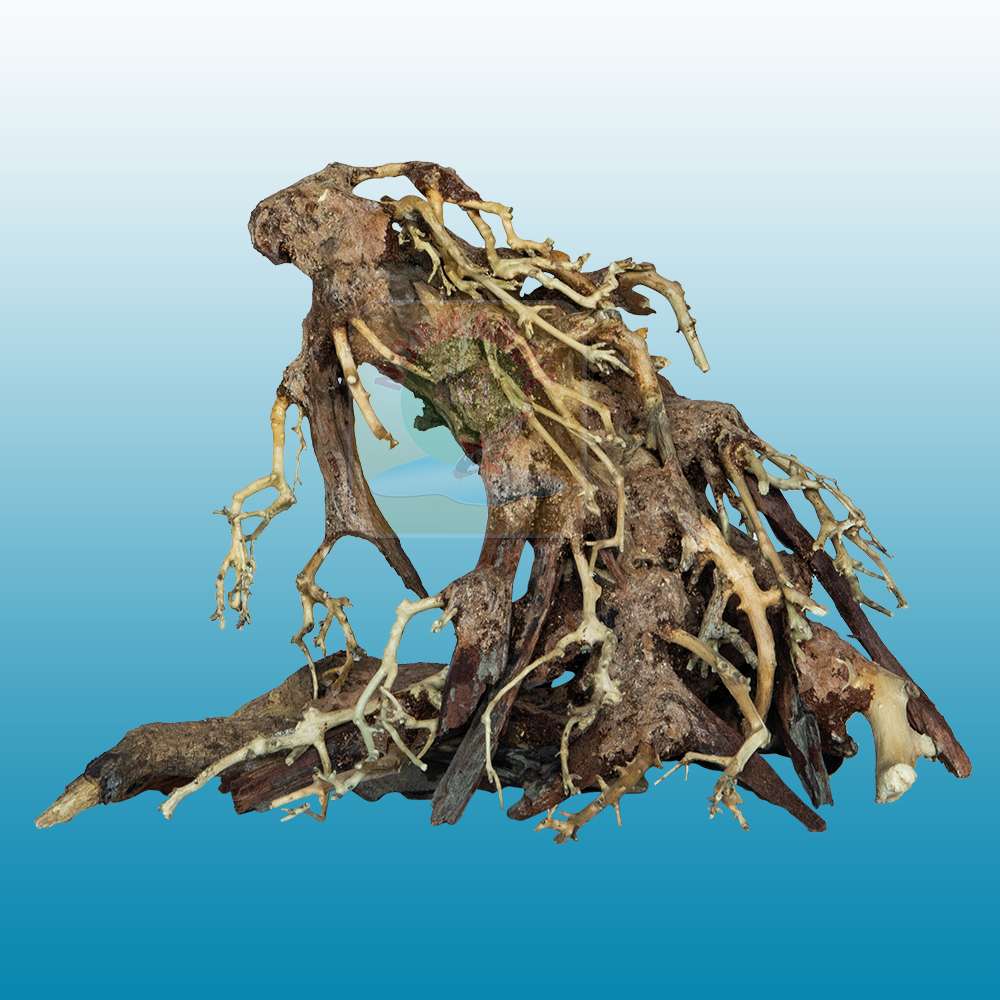 Bonsai Root