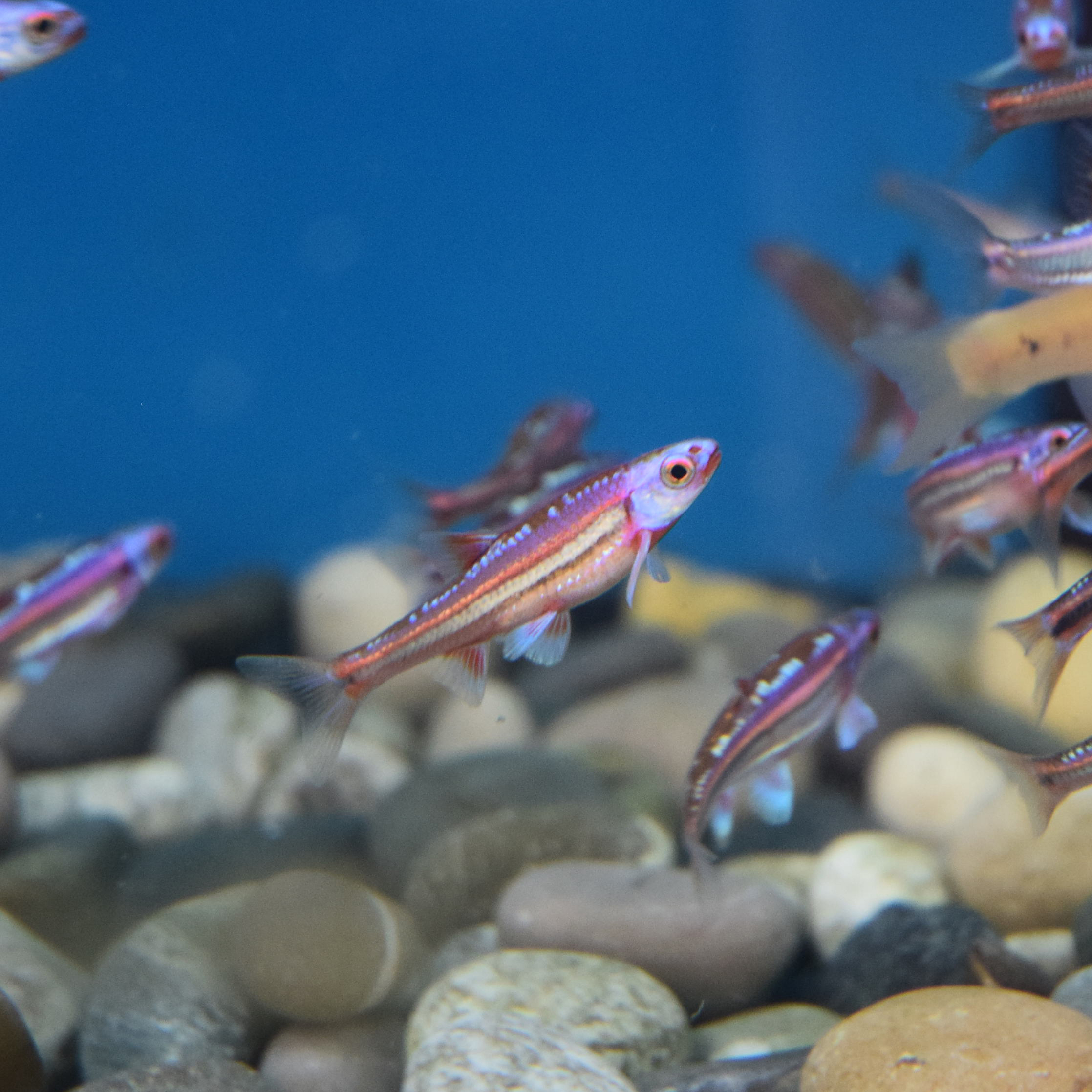 Notropis chrosomus - Cyprin arc-en-ciel