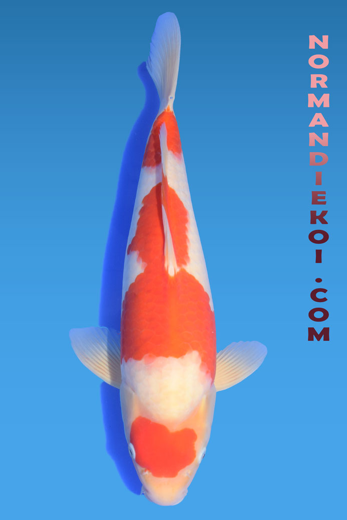 Kohaku