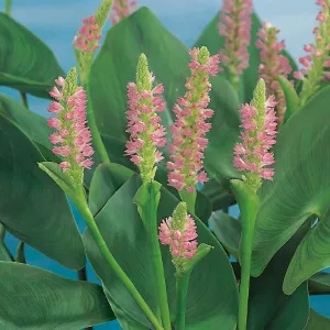 Pontederia Cordata ' Pink pons '