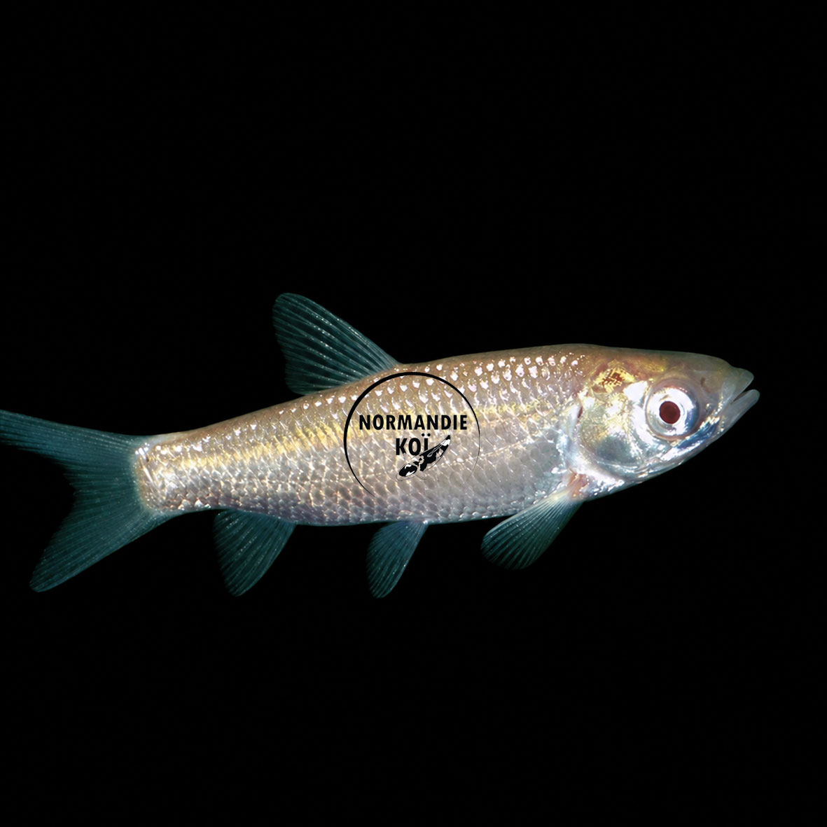 Carassius auratus - Carpe Herbivore Albinos 8-11 cm