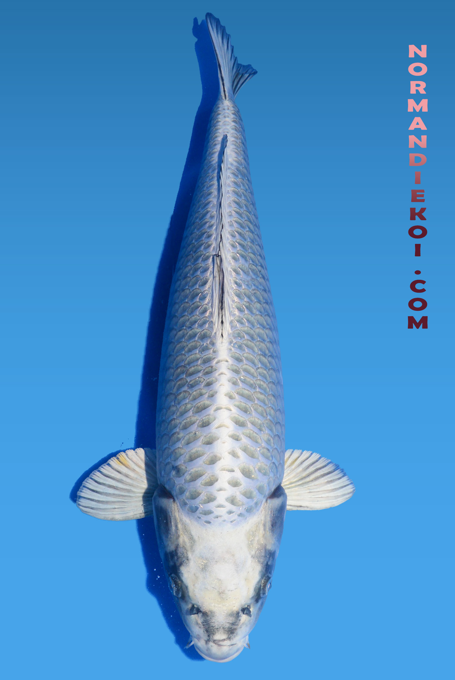 Mukashi ogon