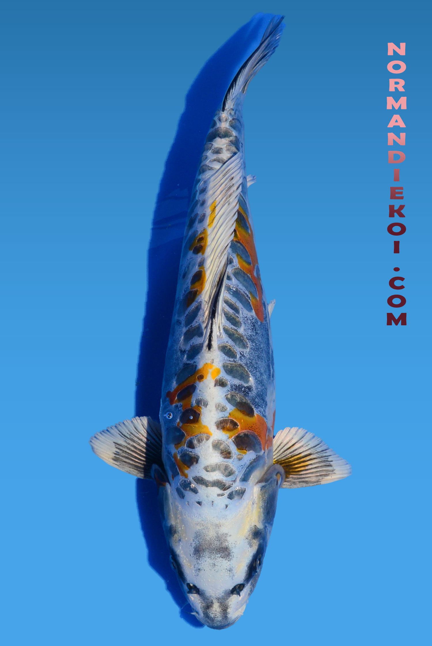Aragoke kin kikokuryu