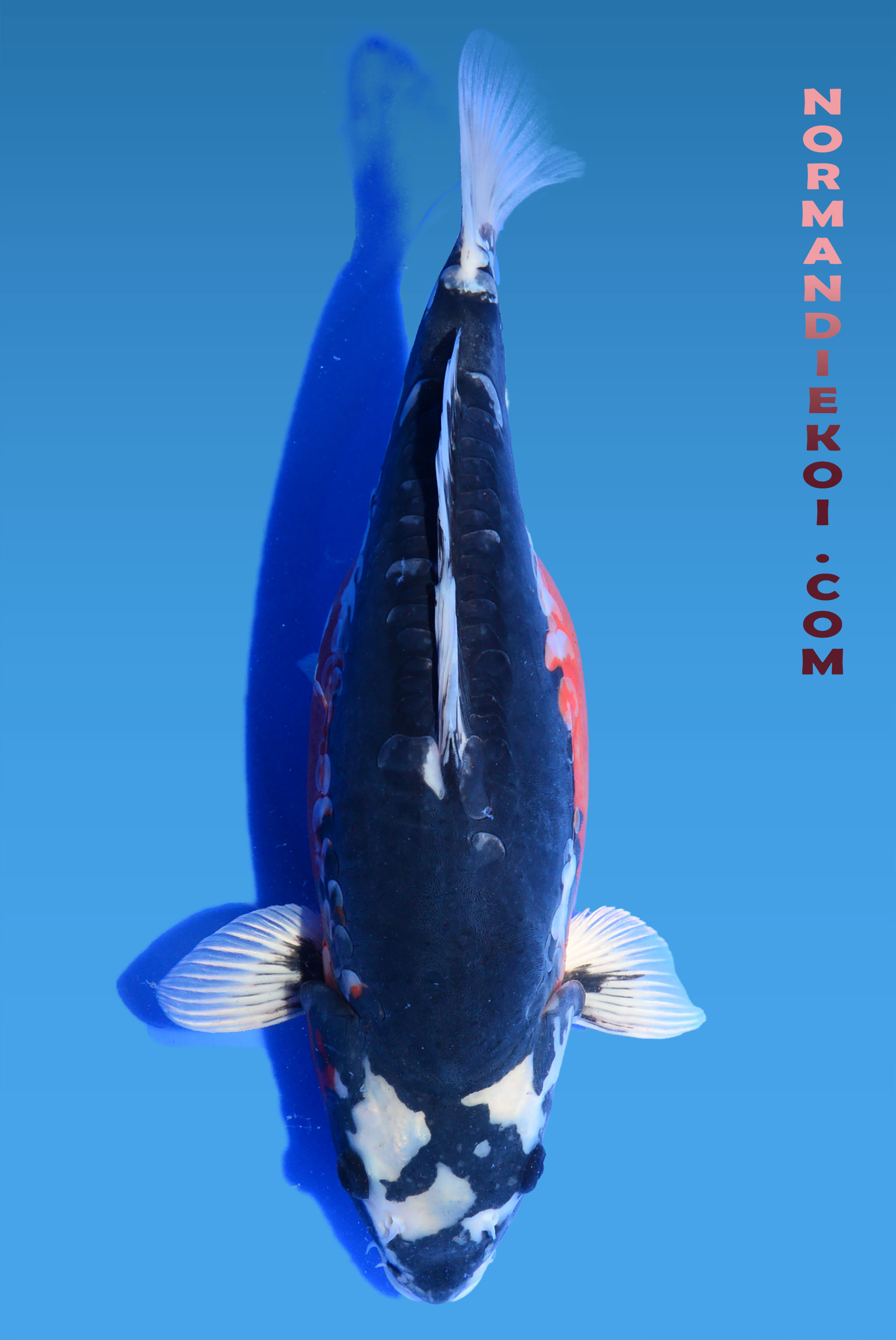 Beni kikokuryu