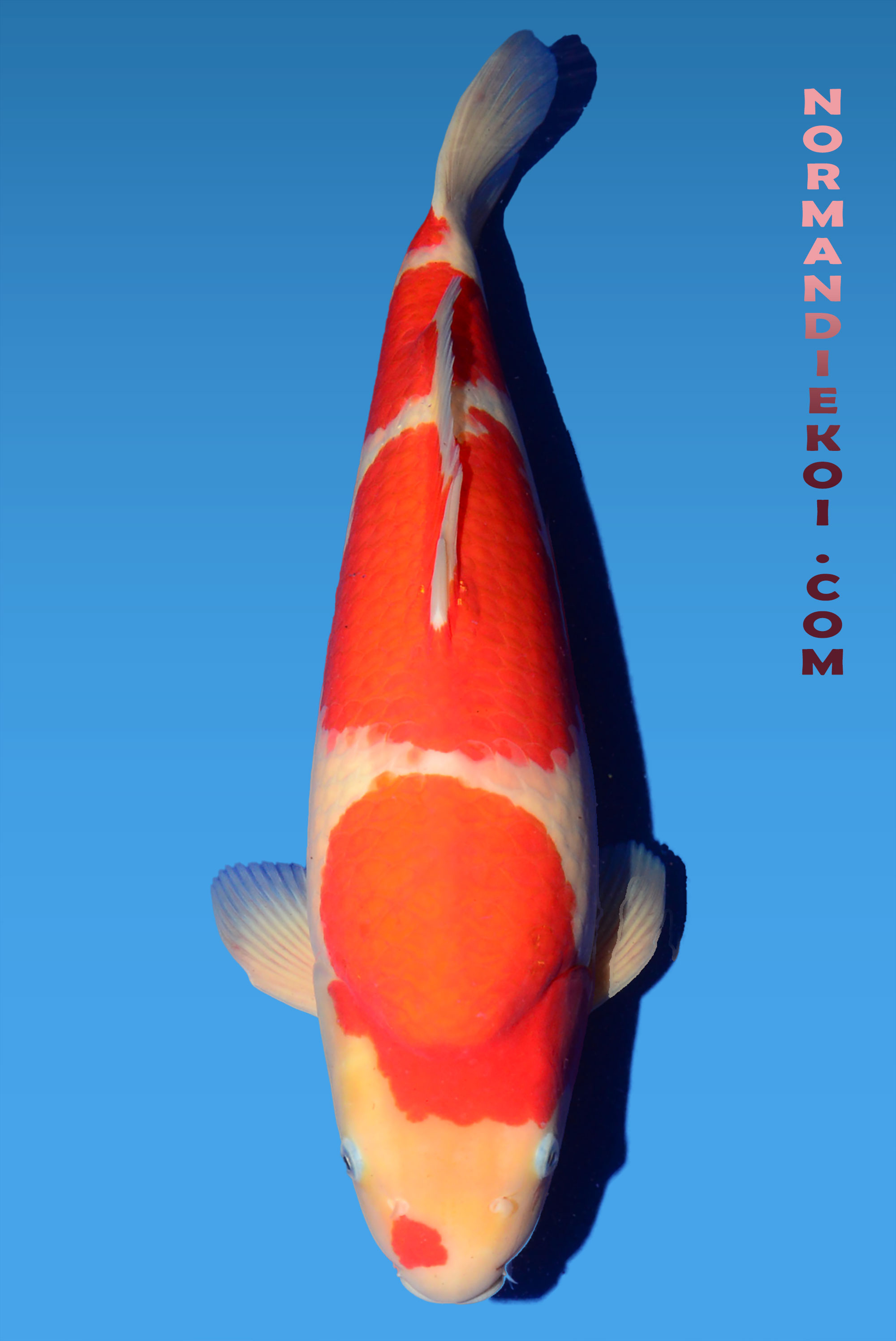 Kohaku